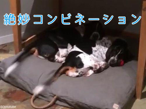 2匹の犬が寝ながら、しっぽをふりふり00