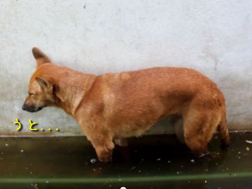 睡魔と闘う犬