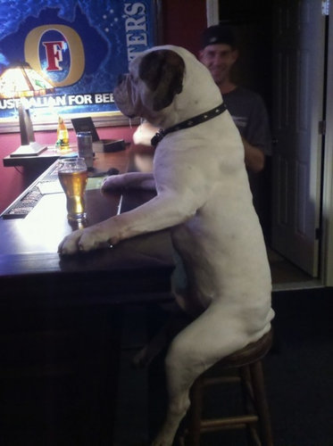 犬のすばらしいポーズ06