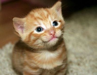 ȋȑq400r [f]ڋ֎~]©bbspink.com	->摜>720 