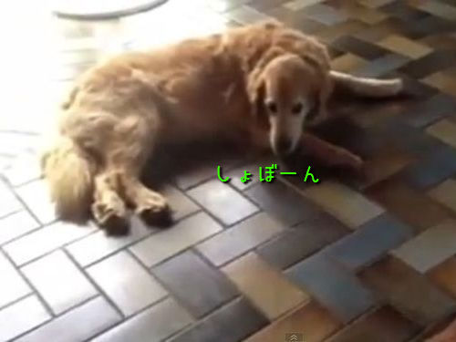 かわいそうな犬00