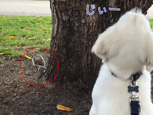 木を見上げる犬「リス、どこ行ったのかなぁ」00