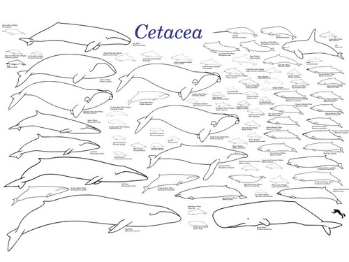 クジラの祖先が4本足だった証拠の化石02