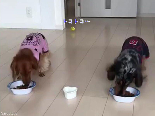 犬と並んでご飯を食べるインコ00