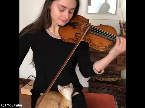 バイオリン演奏を大人しく聴く猫00