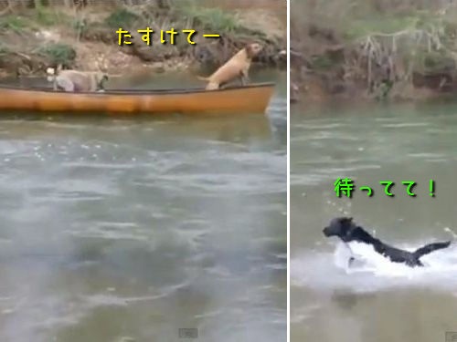 ボートで流される犬を助けるラブラドール