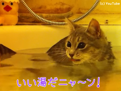 こんなにお風呂大好きな猫見たことない件00