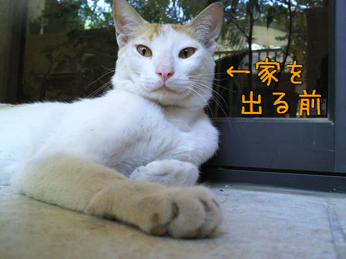 兄猫と妹猫00