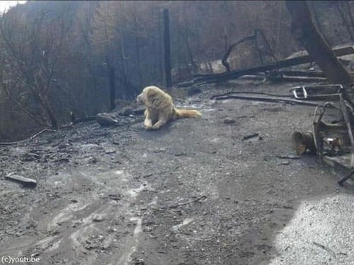 カリフォルニアの山火事を生き残った犬00