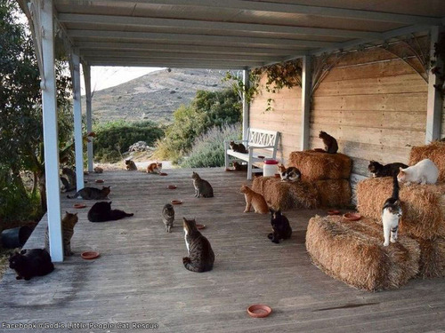 ギリシャの島で猫の管理人を「1名」募集00