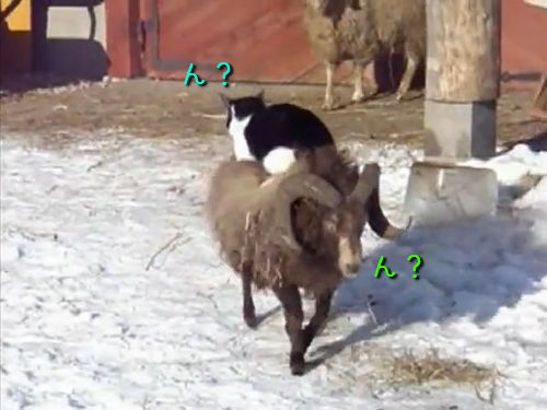 羊の上で移動する猫