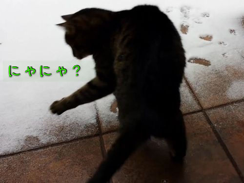 猫と初めての雪00