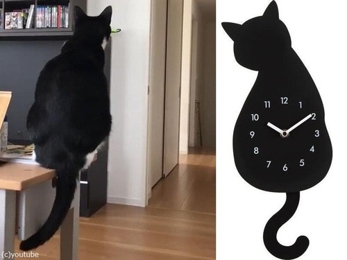時計としっぽがシンクロする猫00