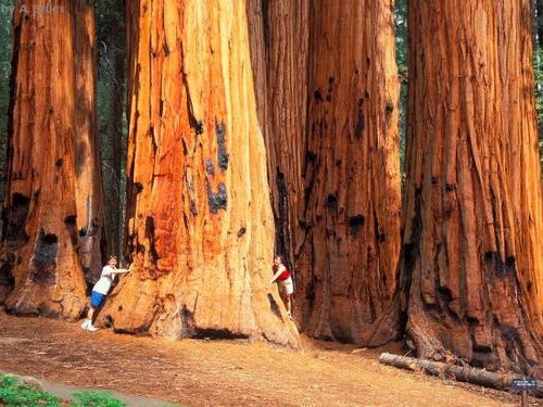 100m超えの迫力 世界1の高さを誇る樹木 セコイア 北カリフォルニア レッドウッド国立公園 らばq