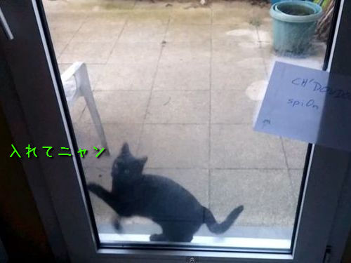 入れて欲しい猫00