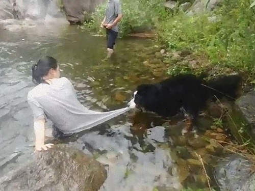 泳がせてくれない犬00