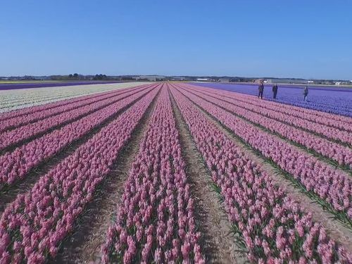 オランダのお花畑をドローンで上空から撮影00