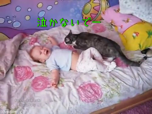 赤ちゃんをあやす猫00