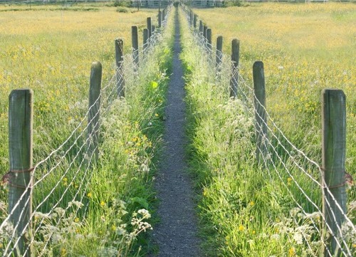イギリスの牧草地