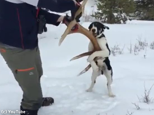 愛犬が雪の中で何か見つけたようだ…すごい執着心00