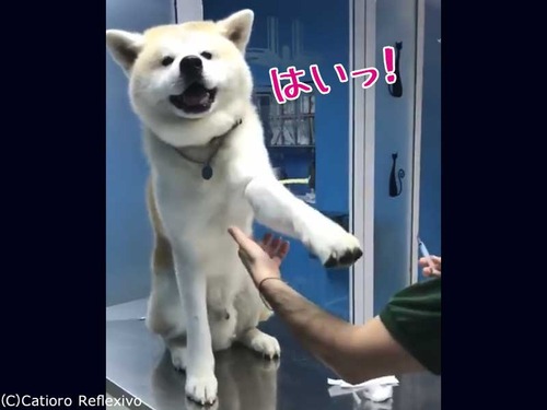 勇敢な秋田犬00