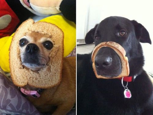 犬とパンの耳00
