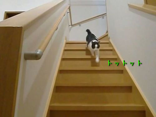 猫の階段00