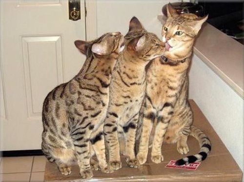 サバンナキャット10