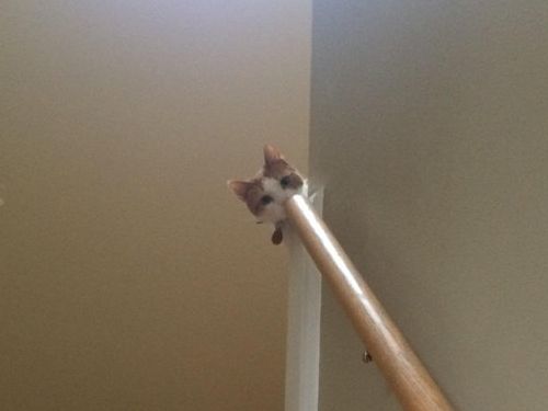 ȋȑq206r []ڋ֎~]©bbspink.com	->摜>939 