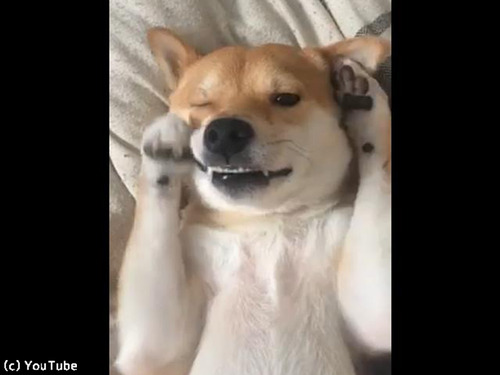 「まだ眠いの…」寝起きの柴犬がかわいい00