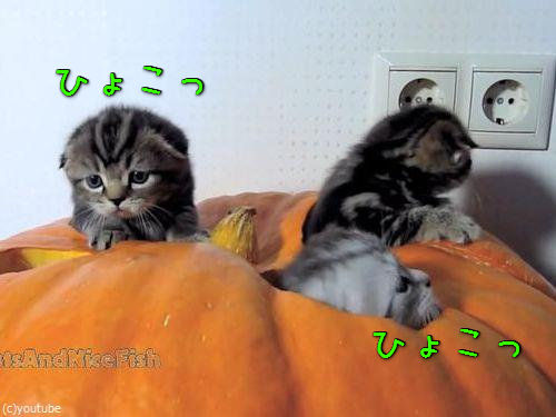 かぼちゃが猫ホイホイ00