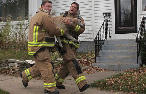 助けられた動物たち18