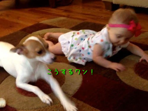 赤ちゃんにハイハイを教える犬00