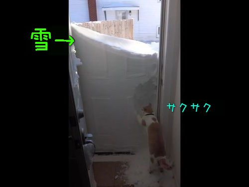 玄関の雪と猫00
