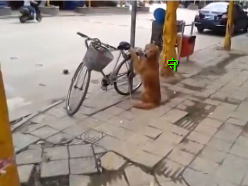 自転車の警備をする犬00