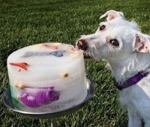 犬の飼い主が知っておきたこと09