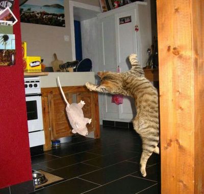 猫ジャンプ14