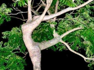 凄いことになっている世界中の奇妙な木の画像いろいろ らばq