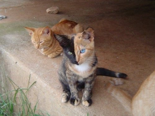 ねこ©bbspink.com	YouTube動画>22本 ->画像>1446枚 