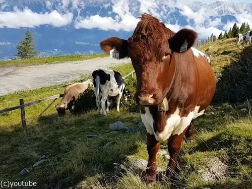 オーストリア観光中の女性が放牧中の牛に襲われて死亡00