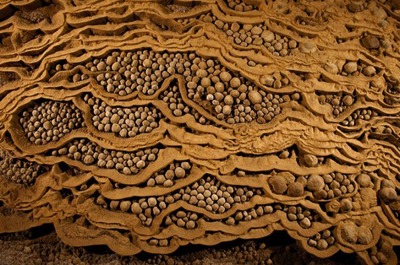 ����ɥ�ƶ��011