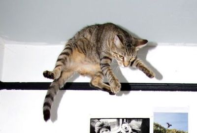猫ジャンプ06