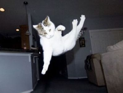 猫ジャンプ01