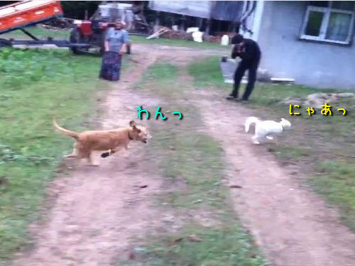 追いかける犬と逃げる猫