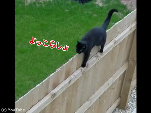 柵の上を歩く猫がちょっとおかしい00