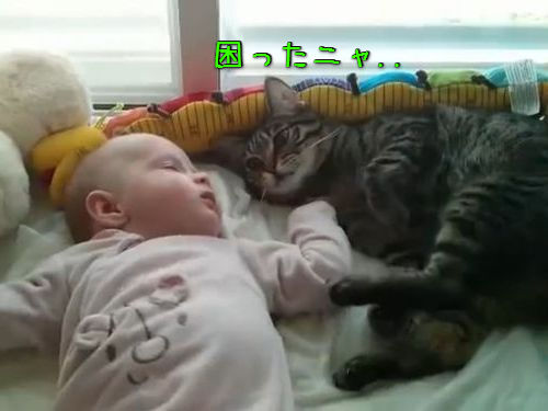 猫「赤ちゃんの寝相が悪いな」00