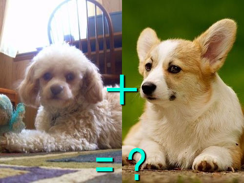 J にゅーすぷらすw 遺伝子すごい 別種の犬をかけあわせたミックス犬 両親と比べた写真21組 1
