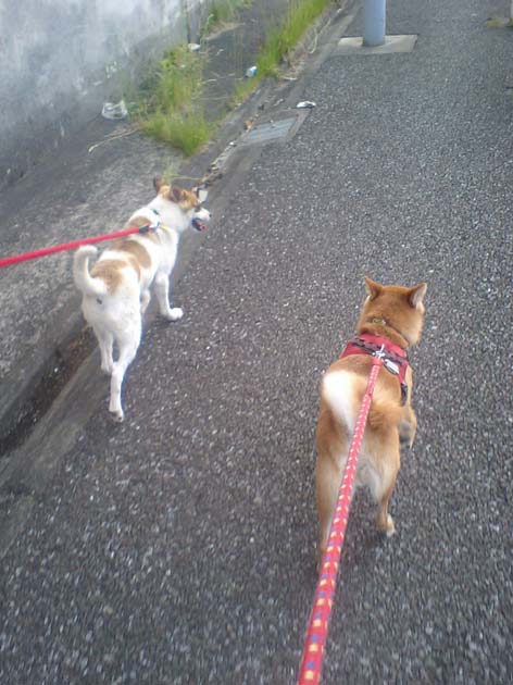 お散歩