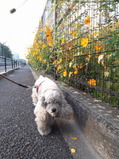 お花の塀を見ながら
