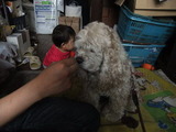 イチゴをガン見するレディコ